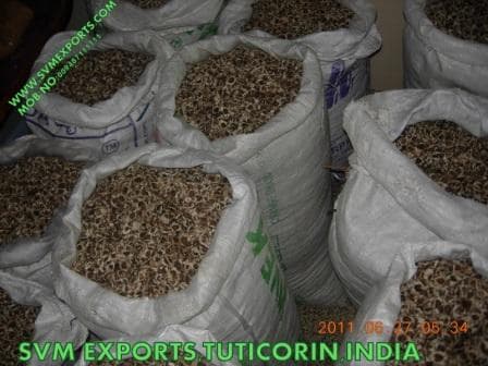 Moringa Pkm1 Seed Suppliers